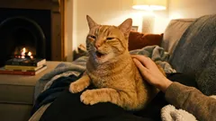 Pisica ne mulțumește, iar noi o alungăm. Cum să nu pierdem din vedere semnalele importante ale animalului nostru de companie